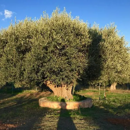 εξοχική κατοικία στη χαλκίδας Drosia (Central Greece)